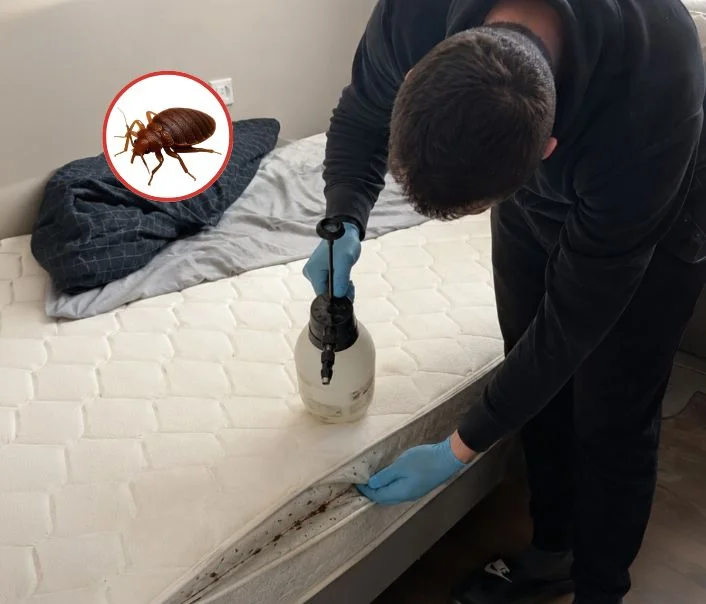Technicien traitant un matelas contre les punaises de lit à Mézières-sur-Seine